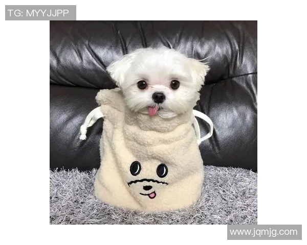 足球明星萌娃头像高清合集展现小球员的可爱瞬间与足球梦想